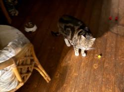 Reunited Male Cat last seen Bottom End of Worrall Road, High Green, England 