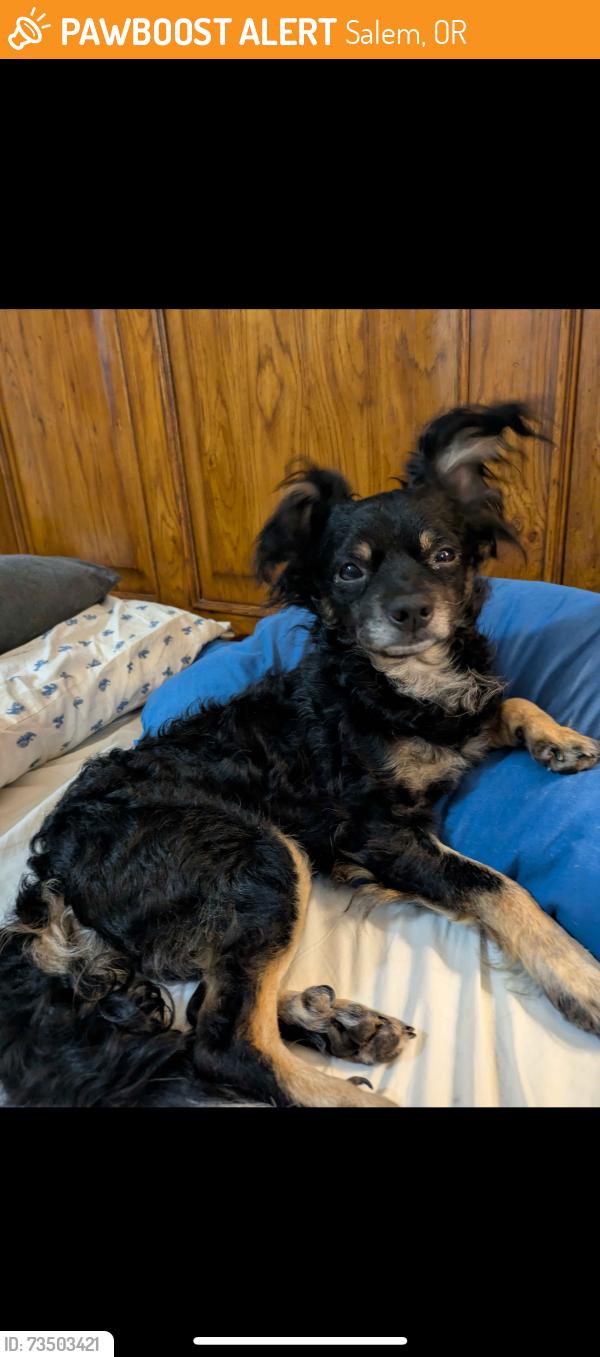 Found/Stray Male Dog last seen Fairhaven Gardens, Salem, OR 97301