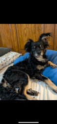 Found/Stray Male Dog last seen Fairhaven Gardens, Salem, OR 97301