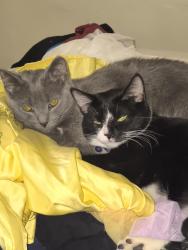 Reunited Female Cat last seen Smith st, Green Bay, WI 54302