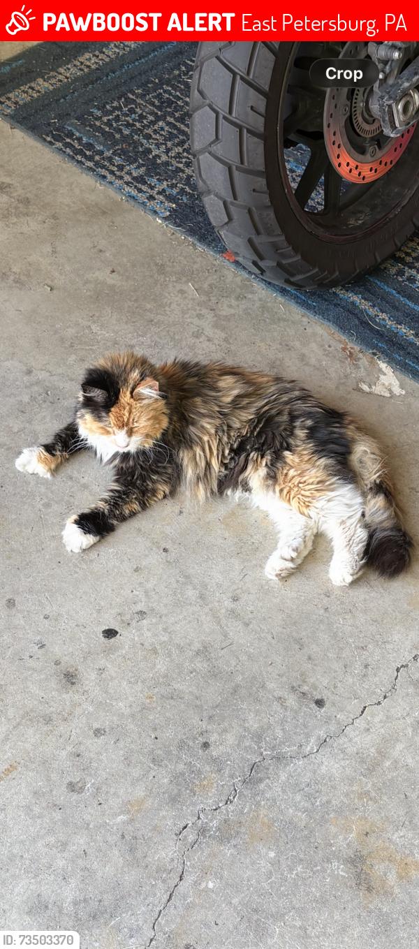 Lost Female Cat last seen Golden dr, East Petersburg, PA 17520