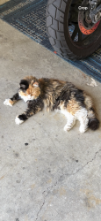 Lost Female Cat last seen Golden dr, East Petersburg, PA 17520