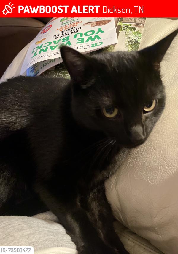 Lost Female Cat last seen Saw Mill Road in back of Walmart, Dickson, TN 37055
