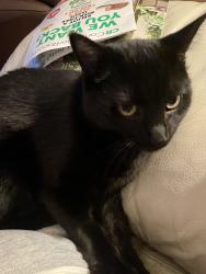 Lost Female Cat last seen Saw Mill Road in back of Walmart, Dickson, TN 37055