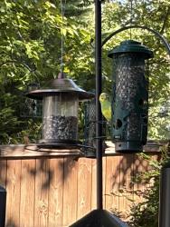 Found/Stray Unknown Bird last seen Huntsman Blvd, Springfield, VA 22150
