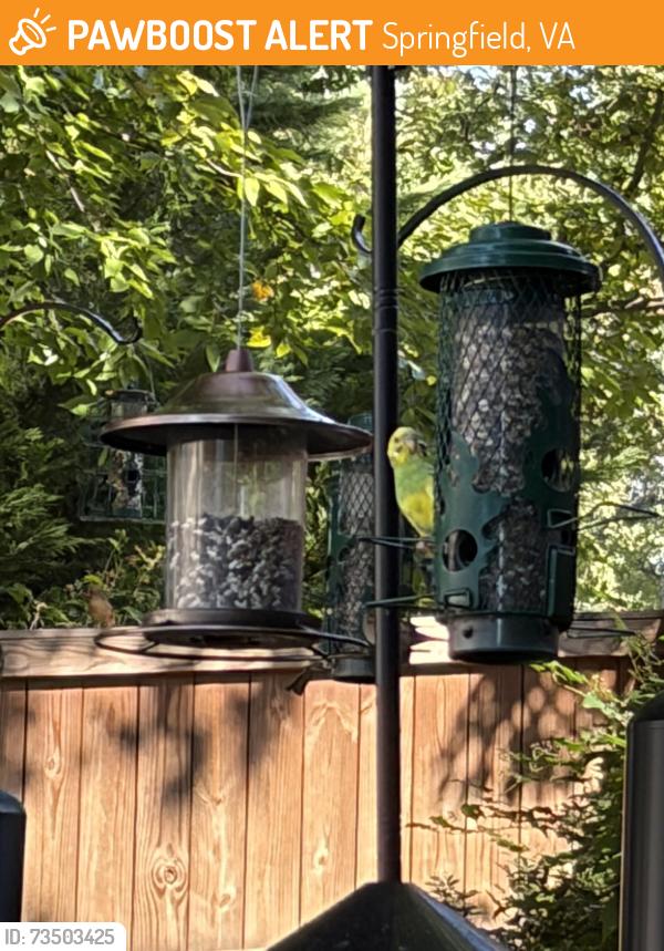 Found/Stray Unknown Bird last seen Huntsman Blvd, Springfield, VA 22150