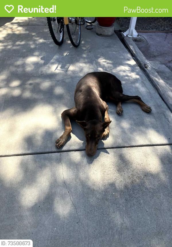 Reunited Male Dog last seen Pacific and Gilbert st, San Bernardino, CA 92411