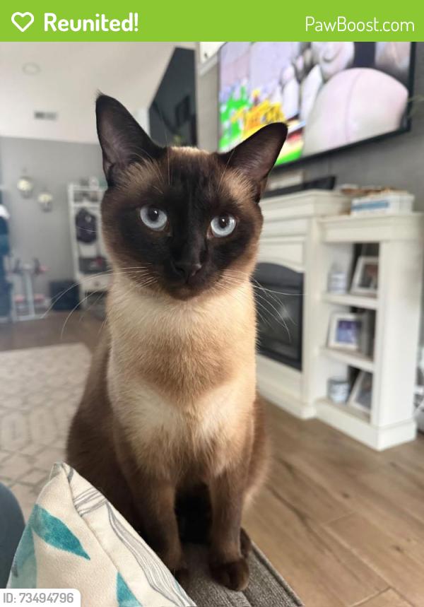 Reunited Male Cat last seen Near, Horry County, SC 29588