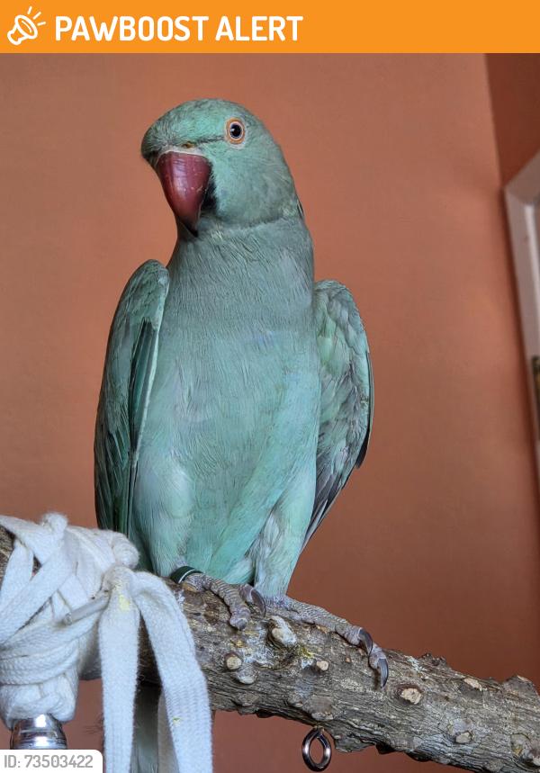 Found/Stray Female Bird last seen unknown, Huntington Beach, CA 92648