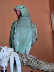 Found/Stray Female Bird last seen unknown, Huntington Beach, CA 92648
