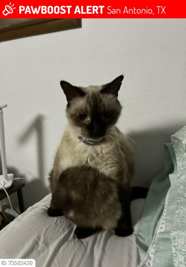 Lost Male Cat last seen Higgins and champagne, San Antonio, TX 78217