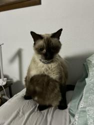 Lost Male Cat last seen Higgins and champagne, San Antonio, TX 78217