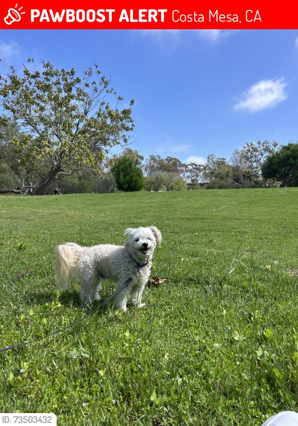 Lost Male Dog last seen Adam Ave Costa Mesa California, Costa Mesa, CA 92626