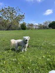 Lost Male Dog last seen Adam Ave Costa Mesa California, Costa Mesa, CA 92626