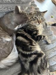 Reunited Male Cat last seen Baird Rd, in front of RVLL fields, Santa Rosa, CA 95409