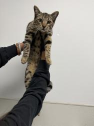 Shelter Stray Male Cat last seen Del Sol Boulevard, San Diego, CA, 92154, 5500 Gaines St, San Diego, CA 92110, USA