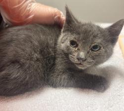 Shelter Stray Male Cat last seen Farnsworth Street, SAN LEANDRO, CA, 94577, 8323 Baldwin St, Oakland, CA 94621, USA