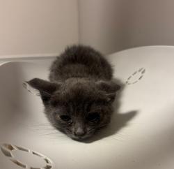 Shelter Stray Male Cat last seen Farnsworth Street, SAN LEANDRO, CA, 94577, 8323 Baldwin St, Oakland, CA 94621, USA