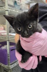 Shelter Stray Male Cat last seen Near Pearl Place, El Cajon, CA, 92020, El Cajon, CA 92020, USA