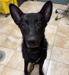 Shelter Stray Male Dog last seen SE 217th and Stark, GRESHAM, OR, 97030, 1700 W Historic Columbia River Hwy, Troutdale, OR 97060, USA