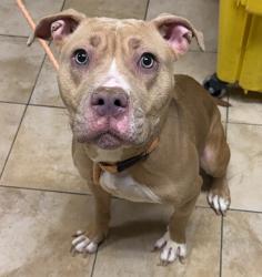 Shelter Stray Female Dog last seen SE 105th/Burnside, OR, 1700 W Historic Columbia River Hwy, Troutdale, OR 97060, USA