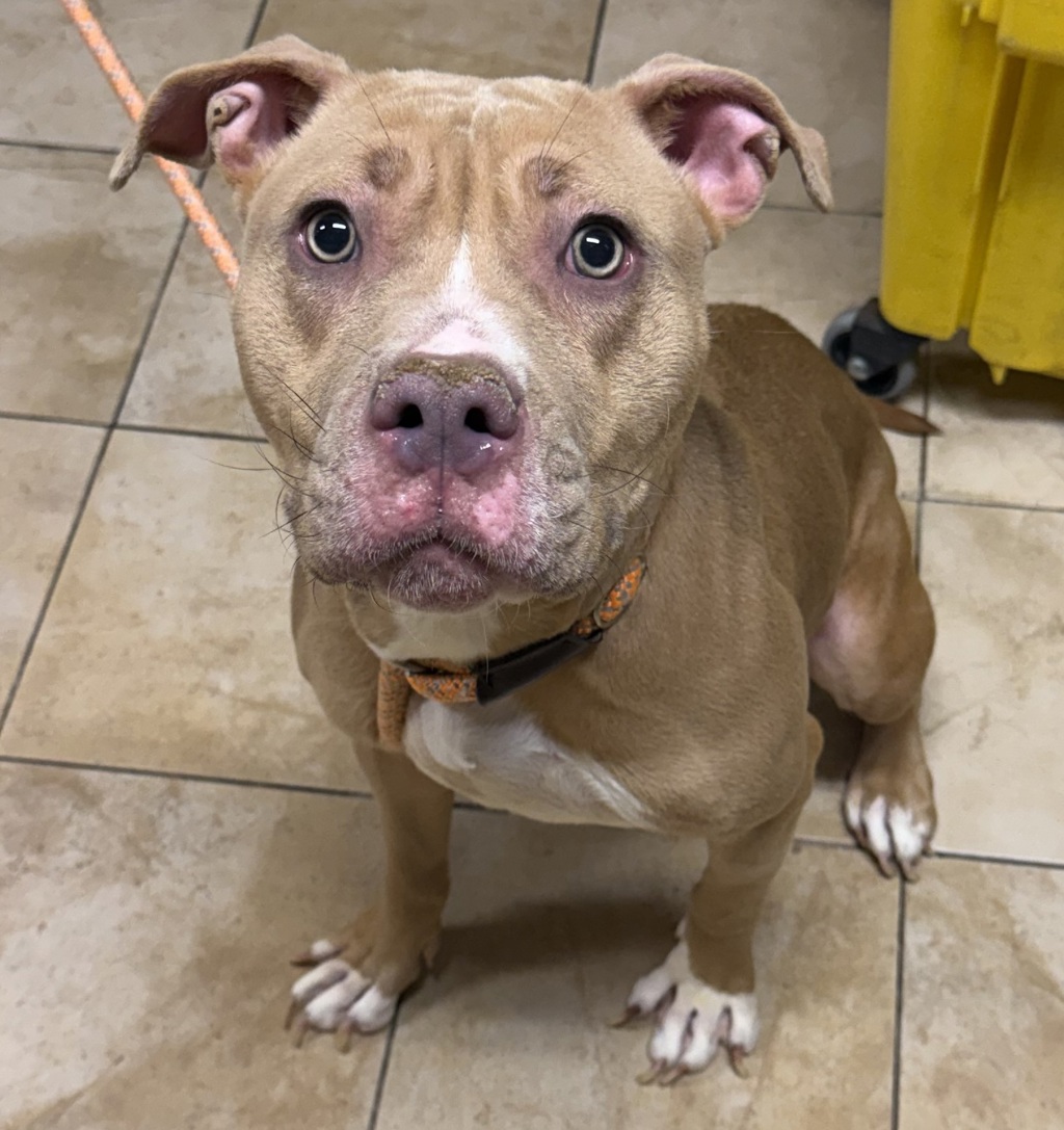 Shelter Stray Female Dog last seen SE 105th/Burnside, OR, 1700 W Historic Columbia River Hwy, Troutdale, OR 97060, USA