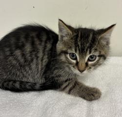 Shelter Stray Female Cat last seen SE 101st and Knight, PORTLAND, OR, 97266, 1700 W Historic Columbia River Hwy, Troutdale, OR 97060, USA