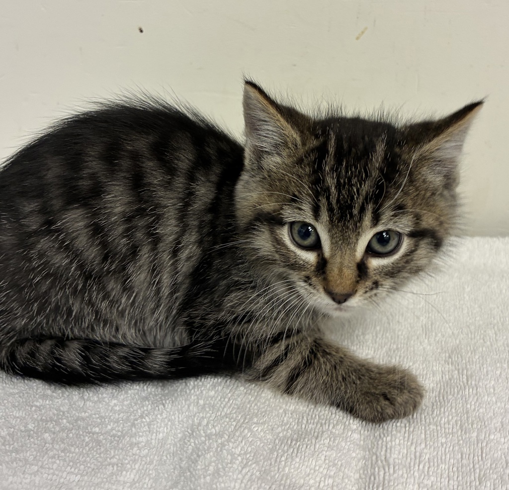 Shelter Stray Female Cat last seen SE 101st and Knight, PORTLAND, OR, 97266, 1700 W Historic Columbia River Hwy, Troutdale, OR 97060, USA