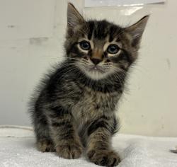 Shelter Stray Male Cat last seen SE 101st and Knight, PORTLAND, OR, 97266, 1700 W Historic Columbia River Hwy, Troutdale, OR 97060, USA