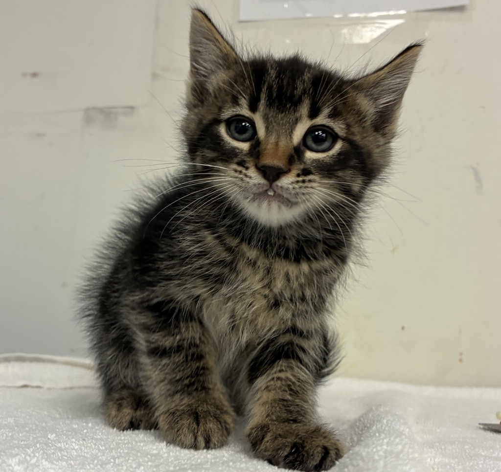 Shelter Stray Male Cat last seen SE 101st and Knight, PORTLAND, OR, 97266, 1700 W Historic Columbia River Hwy, Troutdale, OR 97060, USA