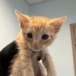 Shelter Stray Female Cat last seen A Street, San Diego, CA, 92102, 5500 Gaines St, San Diego, CA 92110, USA