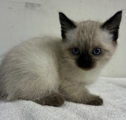 Shelter Stray Female Cat last seen SE 101st and Knight, PORTLAND, OR, 97266, 1700 W Historic Columbia River Hwy, Troutdale, OR 97060, USA