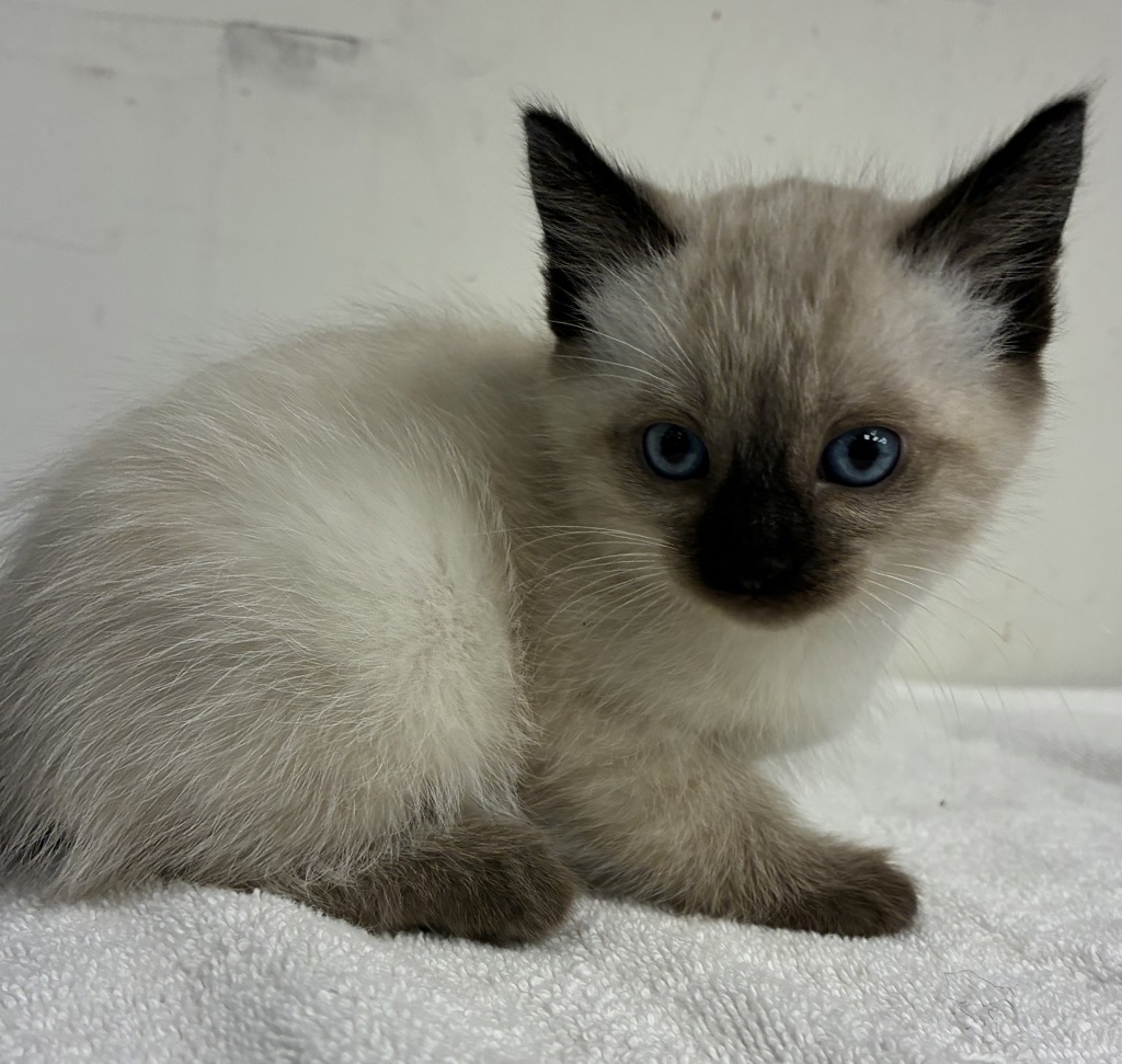 Shelter Stray Female Cat last seen SE 101st and Knight, PORTLAND, OR, 97266, 1700 W Historic Columbia River Hwy, Troutdale, OR 97060, USA