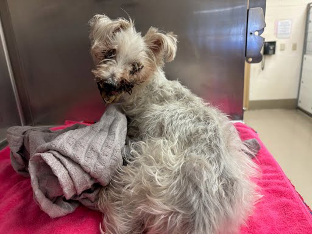 Shelter Stray Male Dog last seen Near Lily Terrace, AUSTIN, TX, 78741, 7201 Levander Loop bldg a, Austin, TX 78702, USA