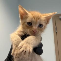 Shelter Stray Female Cat last seen A Street, San Diego, CA, 92102, 5500 Gaines St, San Diego, CA 92110, USA