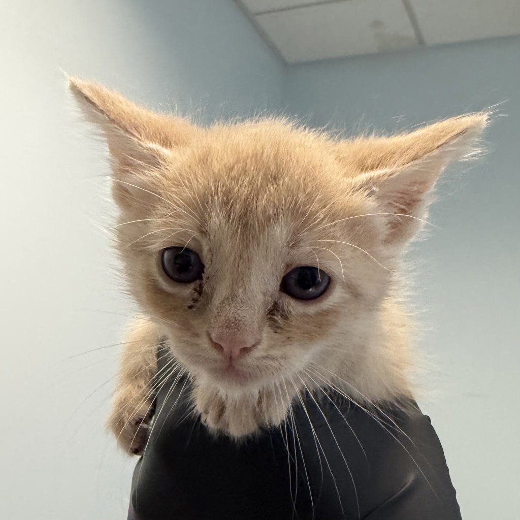 Shelter Stray Female Cat last seen A Street, San Diego, CA, 92102, 5500 Gaines St, San Diego, CA 92110, USA