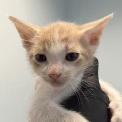 Shelter Stray Male Cat last seen A Street, San Diego, CA, 92102, 5500 Gaines St, San Diego, CA 92110, USA
