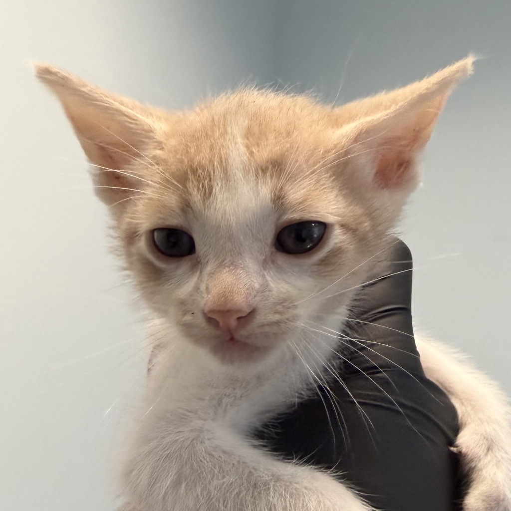 Shelter Stray Male Cat last seen A Street, San Diego, CA, 92102, 5500 Gaines St, San Diego, CA 92110, USA