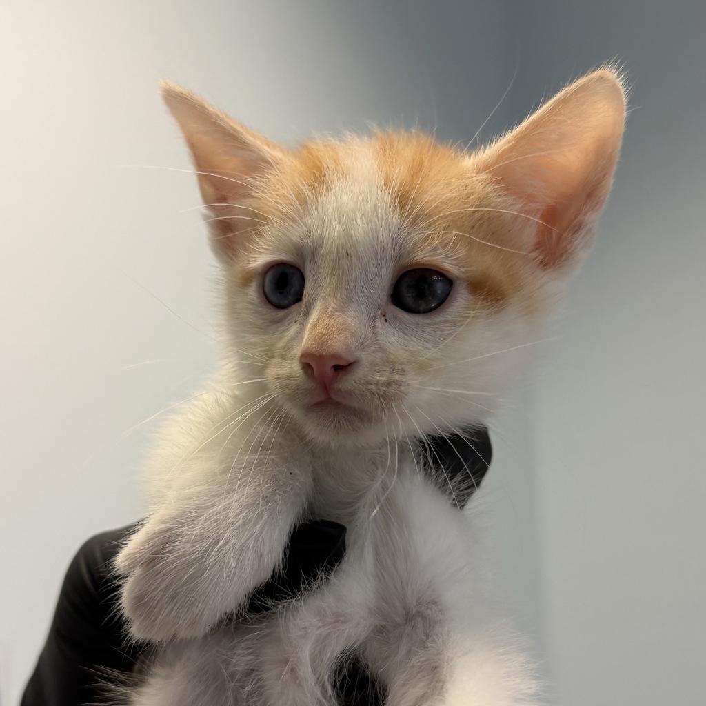 Shelter Stray Female Cat last seen A Street, San Diego, CA, 92102, 5500 Gaines St, San Diego, CA 92110, USA