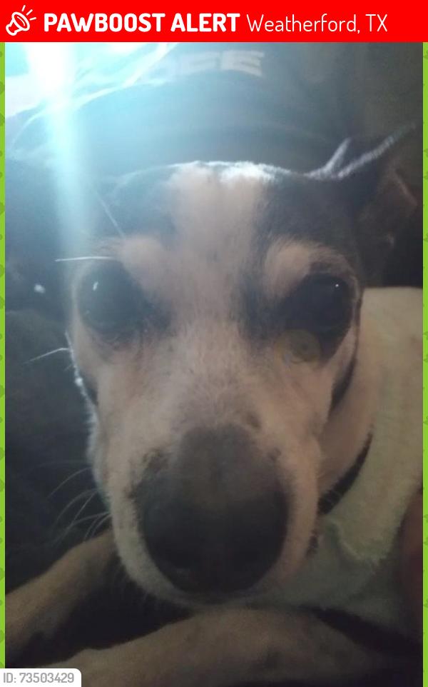 Lost Male Dog last seen Fort Worth Highway Thrift Shop, Weatherford, TX 76086
