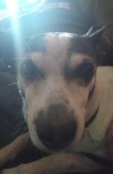 Lost Male Dog last seen Fort Worth Highway Thrift Shop, Weatherford, TX 76086