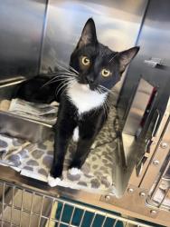 Shelter Stray Female Cat last seen Near N Vasco Road, LIVERMORE, CA, 94550, 4651 Gleason Dr, Dublin, CA 94568, USA