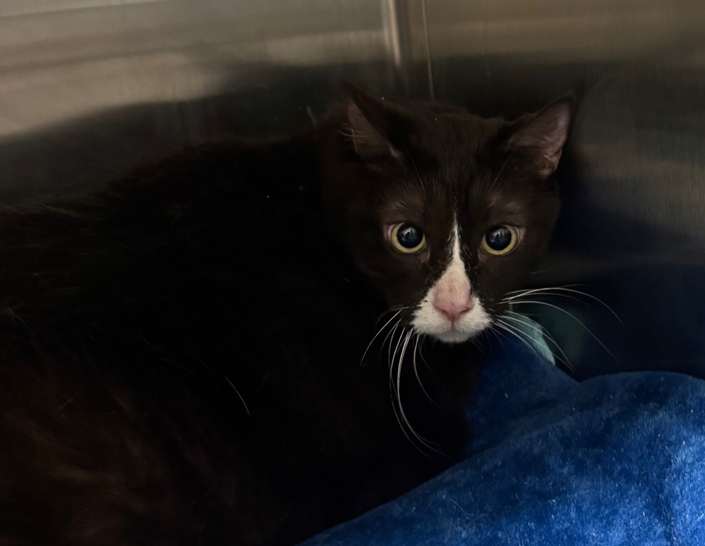 Shelter Stray Female Cat last seen Near Rockvill Street, Santee, CA, 92071, El Cajon, CA 92020, USA