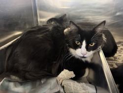 Shelter Stray Male Cat last seen Near N Vasco Road, LIVERMORE, CA, 94550, 4651 Gleason Dr, Dublin, CA 94568, USA
