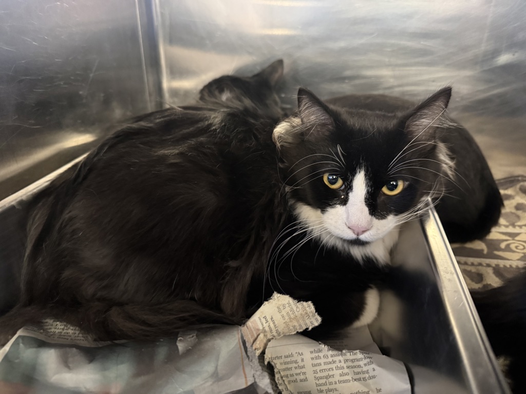 Shelter Stray Male Cat last seen Near N Vasco Road, LIVERMORE, CA, 94550, 4651 Gleason Dr, Dublin, CA 94568, USA