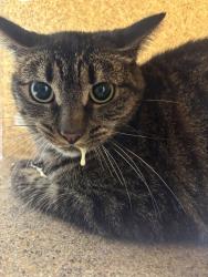 Shelter Stray Unknown Cat last seen NW Vaa Road, Poulsbo, WA, 98370, 9167 Dickey Rd NW, Silverdale, WA 98383, USA
