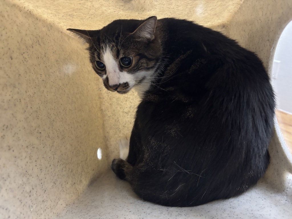 Shelter Stray Unknown Cat last seen NW Vaa Road, Poulsbo, WA, 98370, 9167 Dickey Rd NW, Silverdale, WA 98383, USA