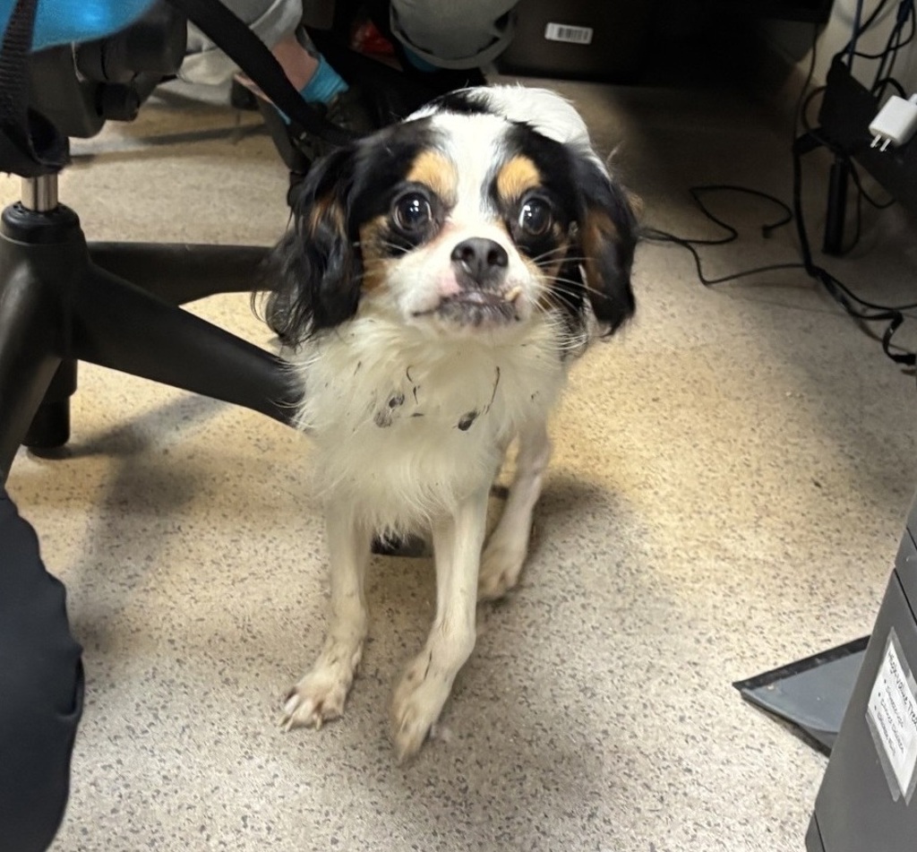 Shelter Stray Male Dog last seen Near E, NEW YORK, NY, 10029, 326 E 110th St, New York, NY 10029, USA