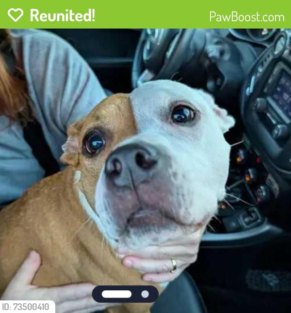 Reunited Female Dog last seen Near Harrison Ave, Cincinnati, OH 45211, Cincinnati, OH 45211