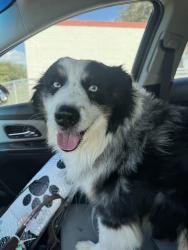 Reunited Male Dog last seen Francis tuttle rockwell campus, Oklahoma City, OK 73142
